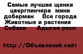 Самые лучшие щенки цвергпинчера (мини доберман) - Все города Животные и растения » Собаки   . Адыгея респ.